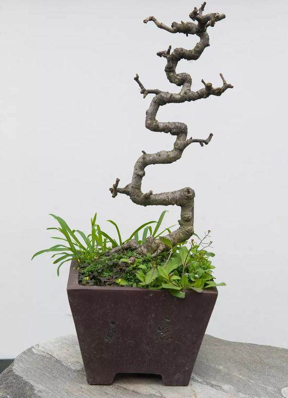 在成都 玩盆景成了这群年轻人的生活方式