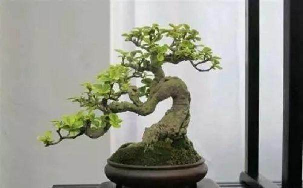 制作卫矛盆景的5个步骤