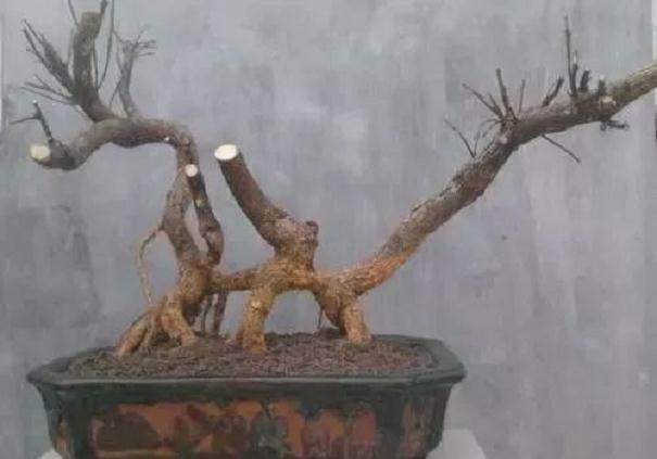 卫矛盆景怎么翻盆换土 在春季发芽前最好