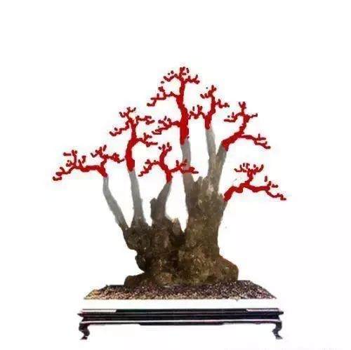 卫矛盆景怎么翻盆换土 在春季发芽前最好