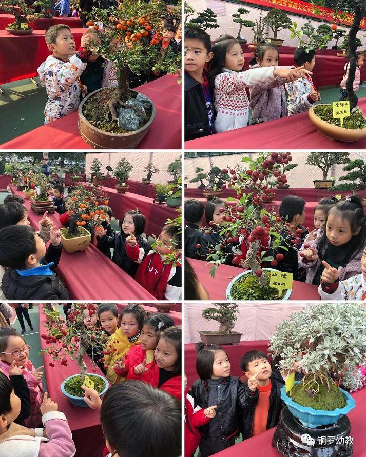 大班幼儿亮相铜罗首届盆景艺术展
