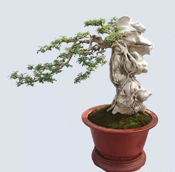 鬼斧神工赏盆景之十三：附石式盆景