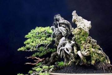 鬼斧神工赏盆景之十三 附石式盆景