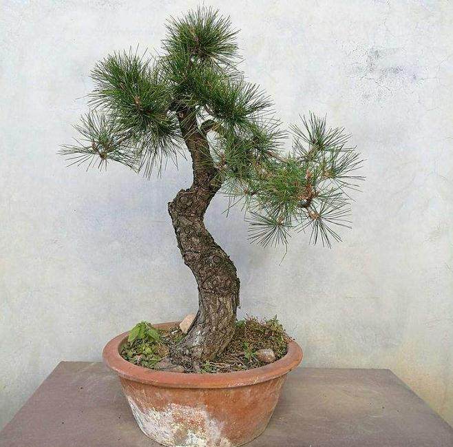 宜都报警称某酒楼门前两株澳洲杉盆景丢失