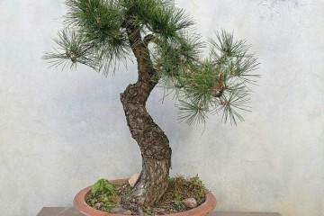 宜都报警称某酒楼门前两株澳洲杉盆景丢失