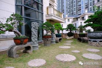 走进中盆协副会长胡添辉的盆景世界