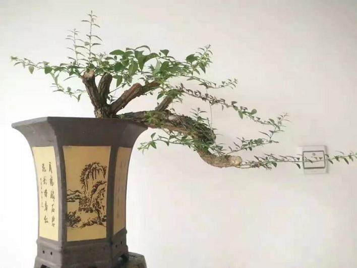 悬崖枸杞盆景的结顶艺术