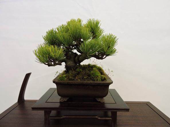 2008年 第三届英国小品盆景协会展览会