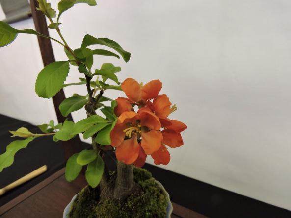 2008年 第三届英国小品盆景协会展览会