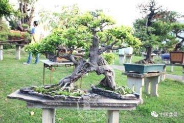 闽南盆景爱好者喜欢在榕根的造型上下功夫