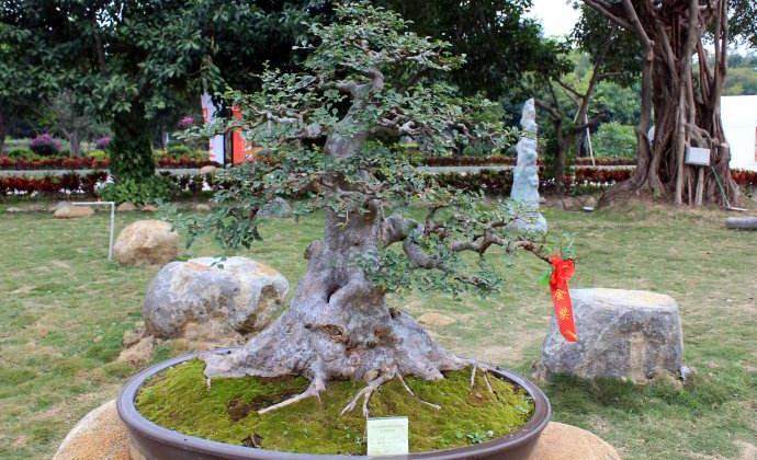 杜鹃花盆景创作与关怀