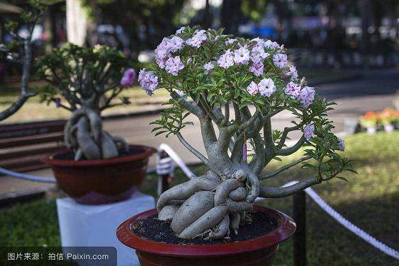 现在盆景不仅是村庄美化的元素,还是主要经济产业