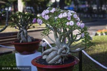 现在盆景不仅是村庄美化的元素 还是主要经济产业