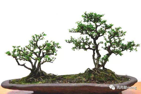 盆景修剪过程中建议大家不要做过多的深度修剪