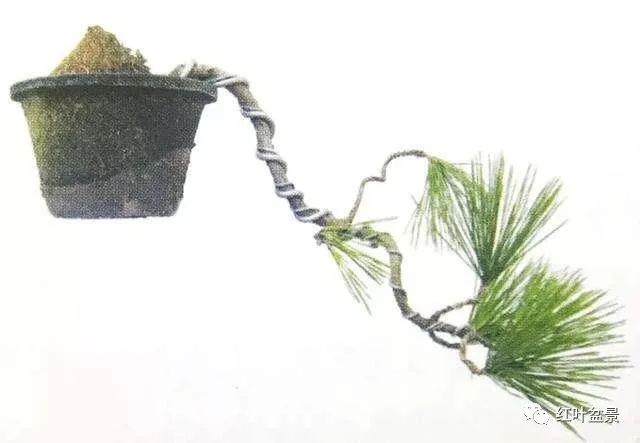 盆景蟠扎的关键:季节、技巧、长势、育桩时间