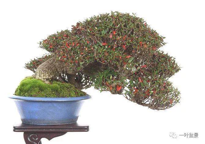 微型盆景的上盆不能使用普通的土壤