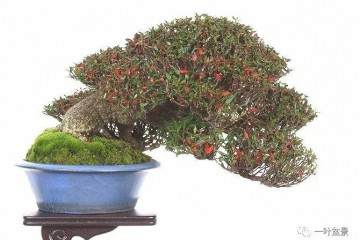 微型盆景的上盆不能使用普通的土壤