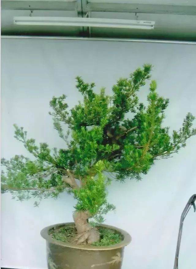 图解 嫁接雀舌罗汉松盆景怎么造型