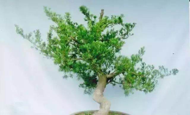 图解 嫁接雀舌罗汉松盆景怎么造型