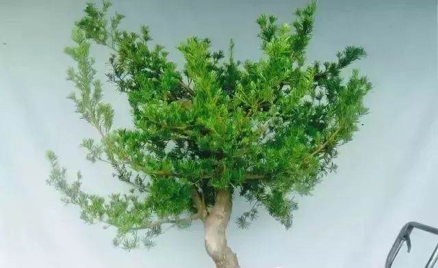 图解 嫁接雀舌罗汉松盆景怎么造型
