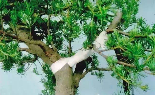 图解 嫁接雀舌罗汉松盆景怎么造型