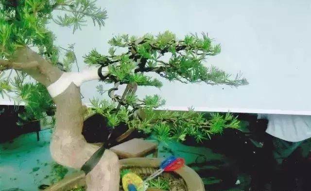 图解 嫁接雀舌罗汉松盆景怎么造型