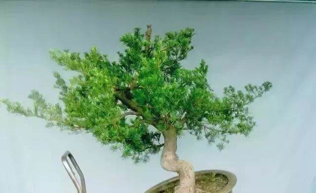 图解 嫁接雀舌罗汉松盆景怎么造型
