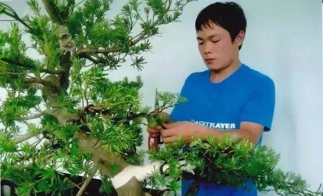 图解 嫁接雀舌罗汉松盆景怎么造型