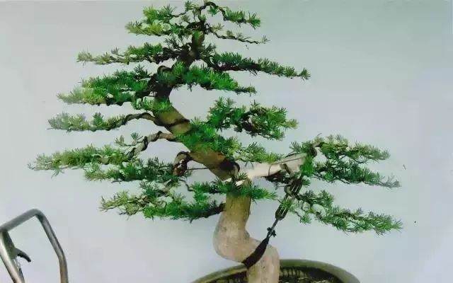 图解 嫁接雀舌罗汉松盆景怎么造型