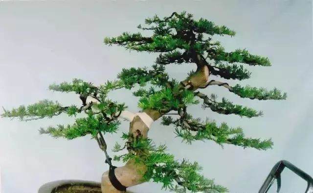 图解 嫁接雀舌罗汉松盆景怎么造型