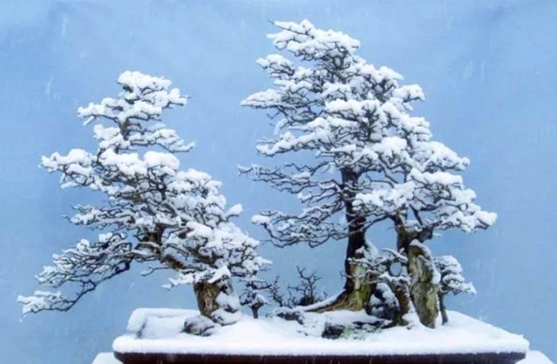 制作雪景盆景怎么立意与布置的方法