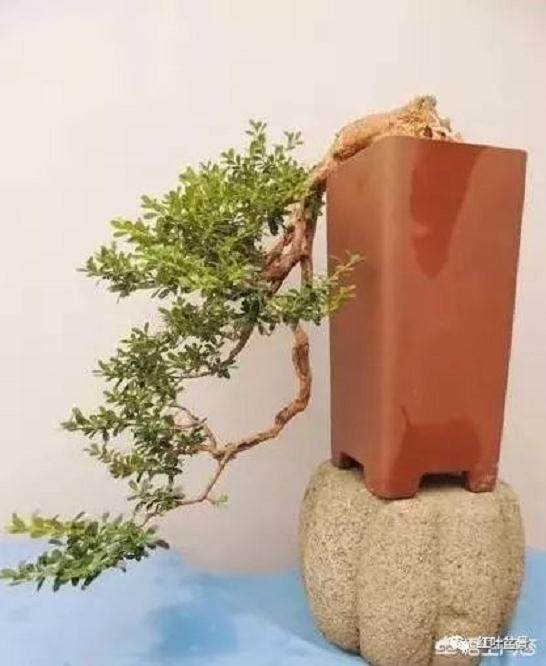 如何制作悬崖式微型盆景?