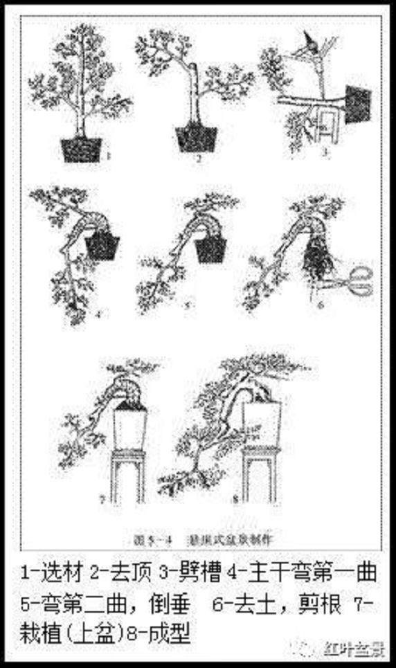 如何制作悬崖式微型盆景?