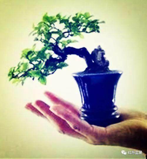 掌上盆景 其精巧绝伦的造型令人爱不释手