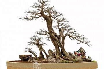 匠心独运-品读郭少波盆景艺术