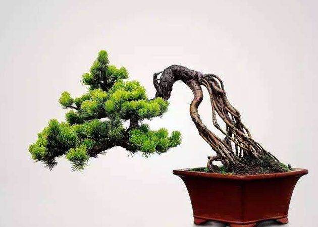 鬼斧神工赏盆景之十二:提根式盆景