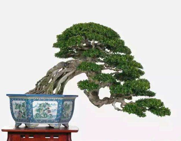 鬼斧神工赏盆景之十二:提根式盆景