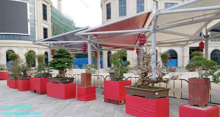 湛江盆景协会作为主办单位之一