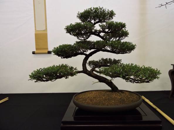 2007年 第二届年度英国小品盆景协会展览