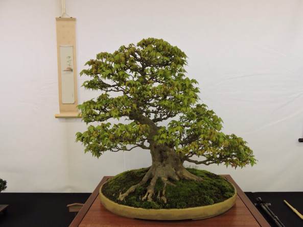 2006年 第一届英国小品盆景协会展