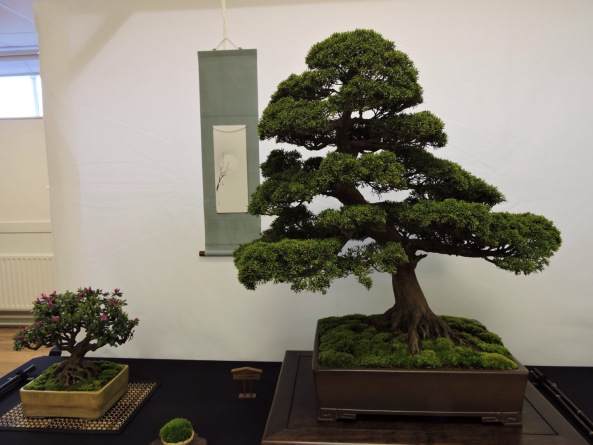 2006年 第一届英国小品盆景协会展