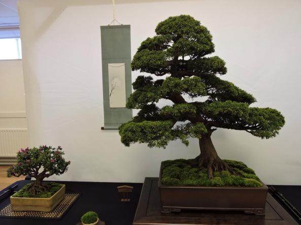 如何成为英国小品盆景的一部分?