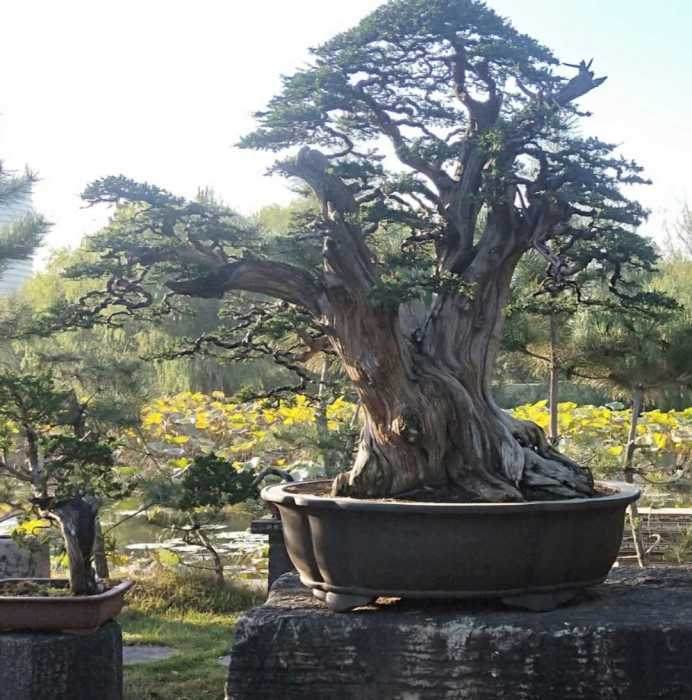 一棵超大型柏树盆景的第二次调整