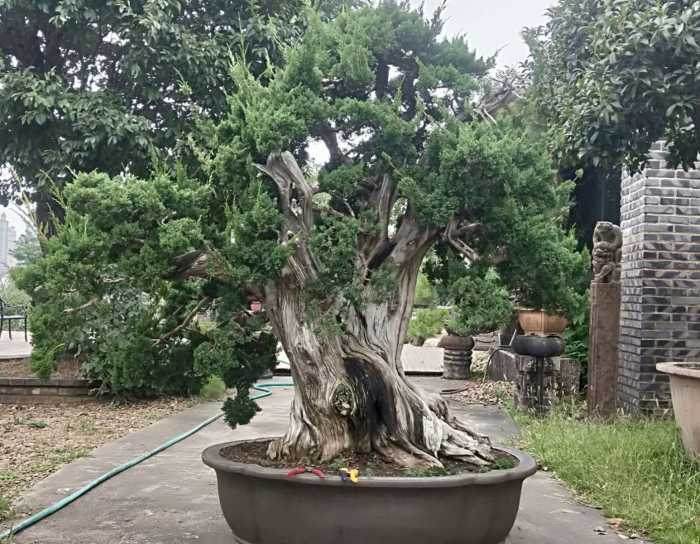 一棵超大型柏树盆景的第二次调整