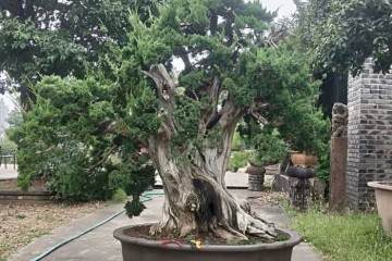 一棵超大型柏树盆景的第二次调整