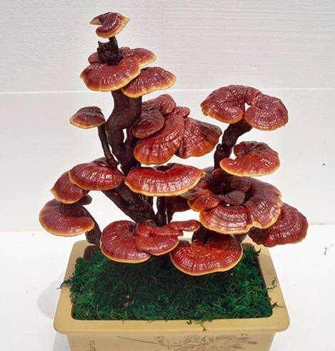 城阳老院落长出四斤大灵芝 有药用价值可做盆景