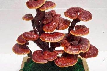 城阳老院落长出四斤大灵芝 有药用价值可做盆景