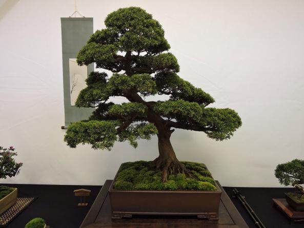 大型盆景在在日本的兴趣下降