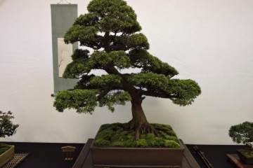 大型盆景在在日本的兴趣下降