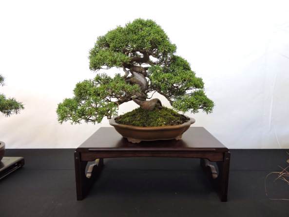 全日本小品盆景协会使用的文人类别